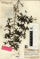 Holotype of Coprosma habbemensis Merrill & L. M. Perry [family RUBIACEAE]