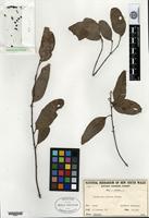 Isotype of Eucalyptus jensenii Maiden [family MYRTACEAE]