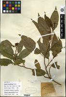 Isotype of Solanum aureifolium Rusby [family SOLANACEAE]