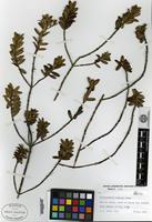 Isotype of Shaferocharis cubensis Urban [family RUBIACEAE]