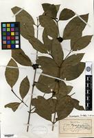 Isosyntype of Hymendocarpum odoratum Pierre ex Pitard [family RUBIACEAE]