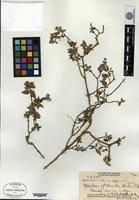 Isotype of Hedyotis degeneri Fosberg [family RUBIACEAE]