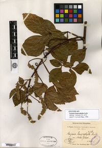 Syntype of Serjania lamprophylla Radlkofer [family SAPINDACEAE]
