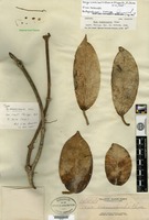 Isotype of Hoya crassicaulis Elmer ex Kloppenburg [family ASCLEPIADACEAE]