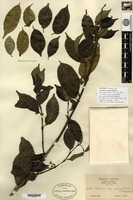Isotype of Canthium captum Bullock [family RUBIACEAE]