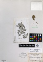 Isotype of Elaeodendron fortunei Turczaninow [family CELASTRACEAE]