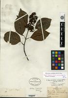 Isotype of Ecdysanthera schrieckii Van Heurck & Müller Argoviensis [family APOCYNACEAE]