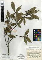 Isotype of Photinia euphlebia Merrill & Chun [family ROSACEAE]
