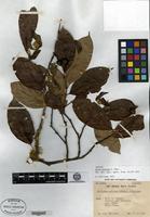 Isotype of Pyrus moiorum A. Chevalier [family ROSACEAE]