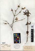 Syntype of Lonicera standishii Hooker f. f. lancifolia Rehder [family CAPRIFOLIACEAE]