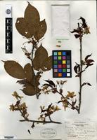 Type of Prunus cyclamina Koehne [family ROSACEAE]