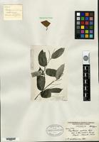 Holotype of Castanea sativa Miller var. intermedia Pampanini [family FAGACEAE]