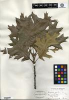 Type? of Quercus velutina Lamarck var. missouriensis Sargent [family FAGACEAE]
