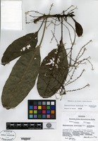 Isotype of Charpentiera tomentosa Sohmer [family AMARANTHACEAE]