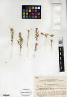 Type of Corispermum komarovii Iljin [family CHENOPODIACEAE]