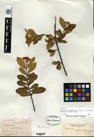 Holotype of Photinia berberidifolia Rehder & E. H. Wilson [family ROSACEAE]