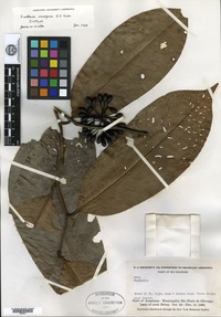 Isotype of Guatteria insignis R. E. Fries [family ANNONACEAE]
