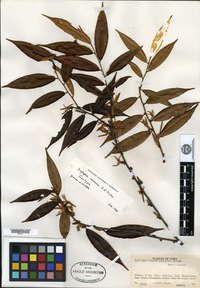 Isotype of Xylopia micans R. E. Fries [family ANNONACEAE]
