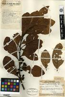 Holotype of Litsea fulvosericea C. K. Allen [family LAURACEAE]