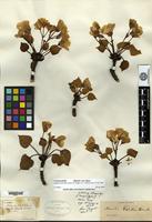 Isosyntype of Aleurites fordii Hemsl. [family EUPHORBIACEAE]