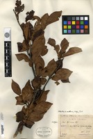 Isotype of Pyrus brunnea H. Léveillé [family ROSACEAE]