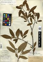 Holotype of Photinia lancifolia Rehder & E. H. Wilson [family ROSACEAE]