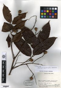 Isotype of Alectryon myrmecophilus Leenhouts [family SAPINDACEAE]