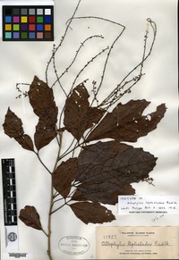 Isotype of Allophylus leptocladus Radlkofer [family SAPINDACEAE]
