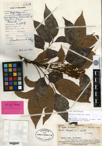 Holotype of Guioa chrysea A. C. Smith [family SAPINDACEAE]