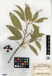 Type of Sapindus oligophylla Merrill & Chun [family SAPINDACEAE]