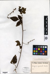 Type? of Serjania paleata Radlkofer [family SAPINDACEAE]
