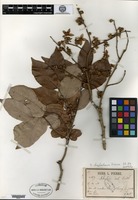 Isotype of Schoutenia hypoleuca Pierre [family TILIACEAE]
