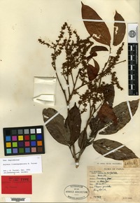 Isotype of Arytera lineosquamulata H. Turner [family SAPINDACEAE]