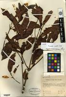 Isotype of Neonauclea endertii Ridsdale [family RUBIACEAE]