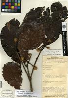 Isotype of Neonauclea tricephala Ridsdale [family RUBIACEAE]