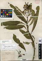 Isotype of Solanum clavatum Rusby [family SOLANACEAE]