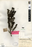 Isotype of Coprosma lamiana W. R. B. Oliver [family RUBIACEAE]