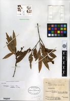 Isotype of Calophyllum insularum P. F. Stevens [family CLUSIACEAE]