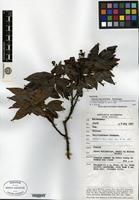 Isotype of Abarema abeywickramae Kosterm. [family MIMOSACEAE]