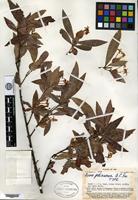 Type of Ixora pedionoma A. C. Smith [family RUBIACEAE]