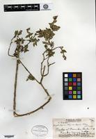 Isotype of Hedyotis degeneri Fosberg [family RUBIACEAE]