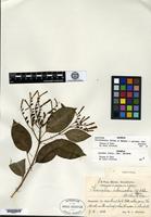 Isotype of Hamelia intermedia Urban & Ekman [family RUBIACEAE]