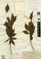 Isotype of Adina garciae Elmer [family RUBIACEAE]