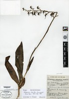 Isotype of Habenaria myodes Summerhayes [family ORCHIDACEAE]