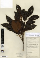 Isotype of Guioa misimaensis Welzen [family SAPINDACEAE]