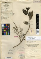 Isotype of Maesa argentea Wallich var. kwangsiensis Handel-Mazzetti ...