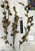 Type of Cotoneaster franchetii Boissier var. cinerascens Rehder [family ROSACEAE]