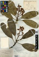 Type of Eriobotrya grandiflora Rehder & E. H. Wilson [family ROSACEAE]