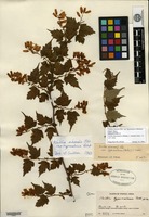 Holotype of Neillia hypomalaca Rehder [family ROSACEAE]