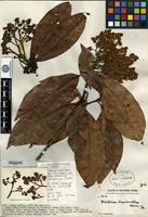 Isotype of Photinia myriantha Merr. [family ROSACEAE]